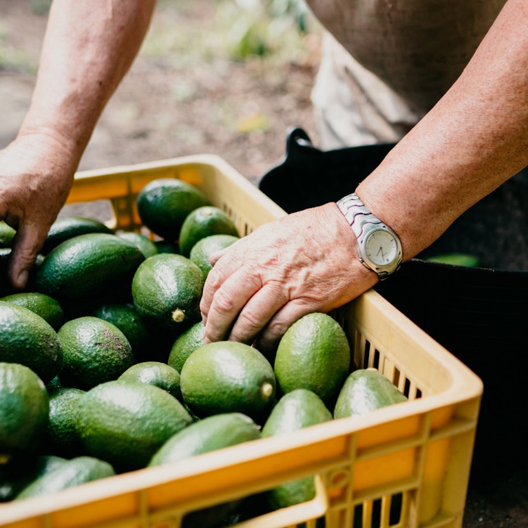 A person holding a crate of avocados.